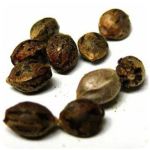Семена марихуаны АК-47  (Seeds AK-47) в Гдове